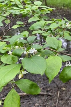 American Snowbell Tree (Styrax Americanus) - 1 Gallon Pot -Azaleas Store styrax americanus american snowbell 13