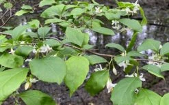 American Snowbell Tree (Styrax Americanus) - 1 Gallon Pot -Azaleas Store styrax americanus american snowbell 14