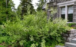 American Snowbell Tree (Styrax Americanus) - 1 Gallon Pot -Azaleas Store styrax americanus american snowbell 18