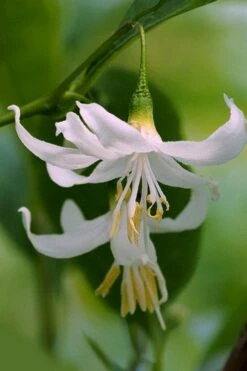 American Snowbell Tree (Styrax Americanus) - 1 Gallon Pot -Azaleas Store styrax americanus american snowbell 2