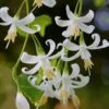 American Snowbell Tree (Styrax Americanus) - 1 Gallon Pot -Azaleas Store styrax americanus american snowbell 3