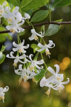 American Snowbell Tree (Styrax Americanus) - 1 Gallon Pot -Azaleas Store styrax americanus american snowbell 4