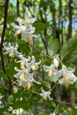 American Snowbell Tree (Styrax Americanus) - 1 Gallon Pot -Azaleas Store styrax americanus american snowbell 8