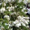 Fragrant Fountain Weeping Japanese Snowbell Tree - 1 Gallon Pot -Azaleas Store styrax japonica fragrant fountain weeping japanese snowbell tree 3 1