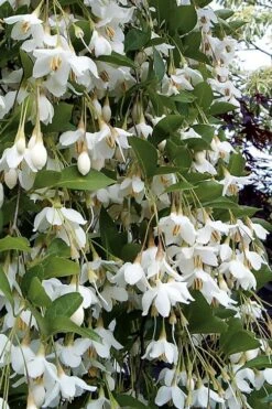 Fragrant Fountain Weeping Japanese Snowbell Tree - 1 Gallon Pot