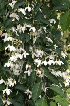 Fragrant Fountain Weeping Japanese Snowbell Tree - 5 Gallon Pot -Azaleas Store styrax japonica fragrant fountain weeping japanese snowbell tree 4