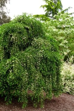 Fragrant Fountain Weeping Japanese Snowbell Tree - 5 Gallon Pot -Azaleas Store styrax japonica fragrant fountain weeping japanese snowbell tree 5