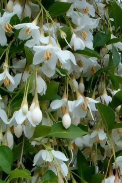 Fragrant Fountain Weeping Japanese Snowbell Tree - 1 Gallon Pot -Azaleas Store styrax japonica fragrant fountain weeping japanese snowbell tree 6 1