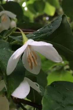 Fragrant Fountain Weeping Japanese Snowbell Tree - 1 Gallon Pot -Azaleas Store styrax japonica fragrant fountain weeping japanese snowbell tree 7 1