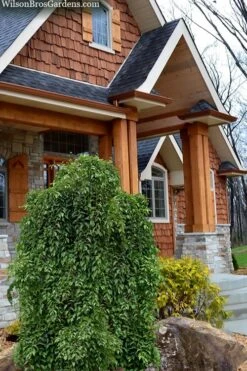 Fragrant Fountain Weeping Japanese Snowbell Tree - 5 Gallon Pot -Azaleas Store styrax japonica fragrant fountain weeping japanese snowbell tree 9