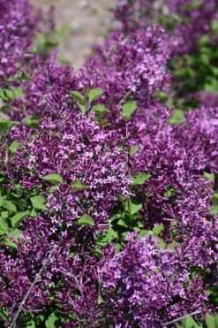 Bloomerang Dark Purple Lilac - 5 Pack Of Quart Pots -Azaleas Store syringa bloomerang dark purple lilac 23