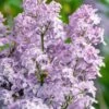 New Age Lavender Lilac (Syringa) - 3 Gallon Pot -Azaleas Store syringa new age lavender lilac 4