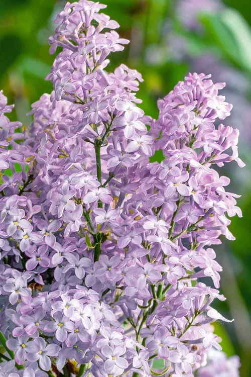 New Age Lavender Lilac (Syringa) - 3 Gallon Pot 3 New Age Lavender Lilac (Syringa) - 3 Gallon Pot
