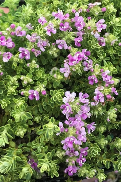 Highland Cream Creeping Thyme - 5 Pack Of Quart Pots 8 Highland Cream Creeping Thyme - 5 Pack Of Quart Pots - Image 6