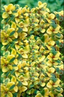 Doone Valley Thyme - 6 Pack Of Pink Pots -Azaleas Store thymus citriodorus doone valley 2