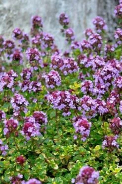 Doone Valley Thyme - 6 Pack Of Pink Pots -Azaleas Store thymus citriodorus doone valley 3