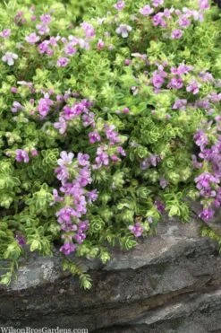 Highland Cream Creeping Thyme - 5 Pack Of Quart Pots 11 Highland Cream Creeping Thyme - 5 Pack Of Quart Pots -Azaleas Store thymus praecox highland creeping thyme 1
