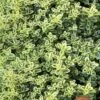 Highland Cream Creeping Thyme - 5 Pack Of Quart Pots -Azaleas Store thymus praecox highland creeping thyme 6
