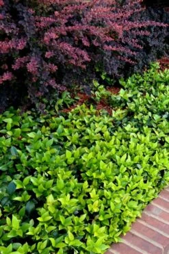 Asian Jasmine (Trachelospermum Asiaticum) - 72 Pack Of 3.5" Pint Pots -Azaleas Store trachelospermum asiaticum asian jasmine 2