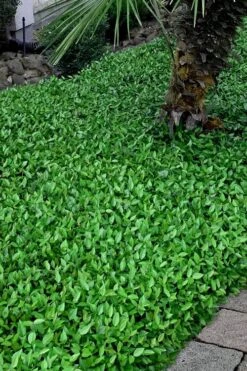 Asian Jasmine - Asiatic Jasmine - 18 Count Flat Of Pint Pots -Azaleas Store trachelospermum asiaticum asian jasmine 3 1