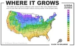 Fierce Falcon Ajuga (Bugleweed) - 5 Pack Of Quart Pots -Azaleas Store usda zone map