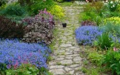 Georgia Blue Veronica Umbrosa - 1 Gallon Pot 10 Georgia Blue Veronica Umbrosa - 1 Gallon Pot -Azaleas Store veronica peduncularis georgia blue speedwell 1