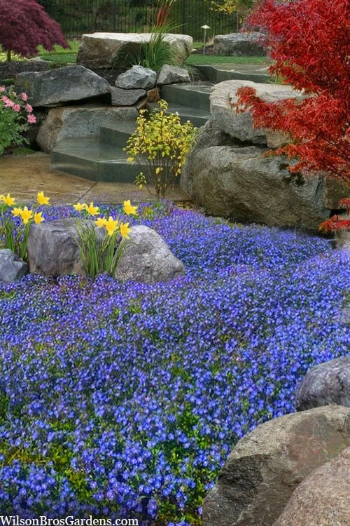 Georgia Blue Veronica Umbrosa - 1 Gallon Pot 3 Georgia Blue Veronica Umbrosa - 1 Gallon Pot