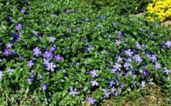 Bigleaf Periwinkle (Vinca Major) - 8 Pack Of 2.5" Pots -Azaleas Store vinca major bigleaf periwinkle 11
