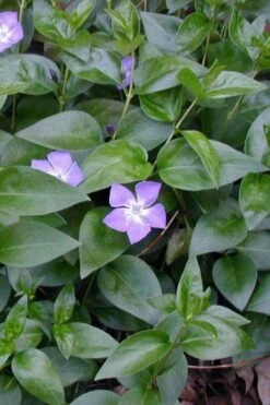 Bigleaf Periwinkle (Vinca Major) - 8 Pack Of 2.5" Pots -Azaleas Store vinca major bigleaf periwinkle 12