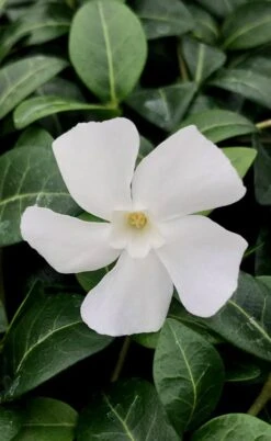 White Evergreen Periwinkle (Vinca Minor 'Alba') - 6 Pack Of Pint Pots -Azaleas Store vinca minor alba white evergreen periwinkle 1