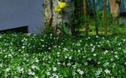 White Evergreen Periwinkle (Vinca Minor 'Alba') - 6 Pack Of Pint Pots -Azaleas Store vinca minor alba white evergreen periwinkle 6