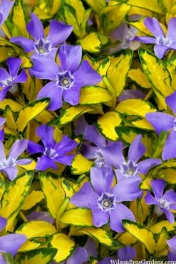Illumination Variegated Periwinkle (Vinca Minor) - 10 Pack Of Pint Pots -Azaleas Store vinca minor illumination 10