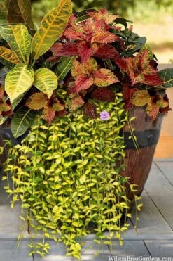 Illumination Variegated Periwinkle (Vinca Minor) - 10 Pack Of Pint Pots -Azaleas Store vinca minor illumination 7