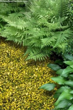 Illumination Variegated Periwinkle (Vinca Minor) - 10 Pack Of Pint Pots -Azaleas Store vinca minor illumination 8