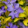 Illumination Variegated Periwinkle (Vinca Minor) - 10 Pack Of Pint Pots 1 Illumination Variegated Periwinkle (Vinca Minor) - 10 Pack Of Pint Pots -Azaleas Store vinca minor illumination 9