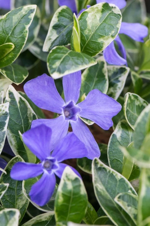 Ralph Shugert Variegated Periwinkle - Vinca Minor - 18 Pack Of Pint Pots 3 Ralph Shugert Variegated Periwinkle - Vinca Minor - 18 Pack Of Pint Pots