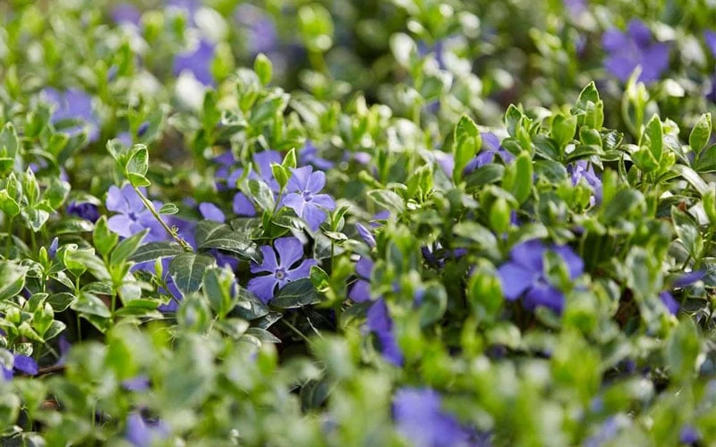 Ralph Shugert Variegated Periwinkle - Vinca Minor - 18 Pack Of Pint Pots 10 Ralph Shugert Variegated Periwinkle - Vinca Minor - 18 Pack Of Pint Pots - Image 8