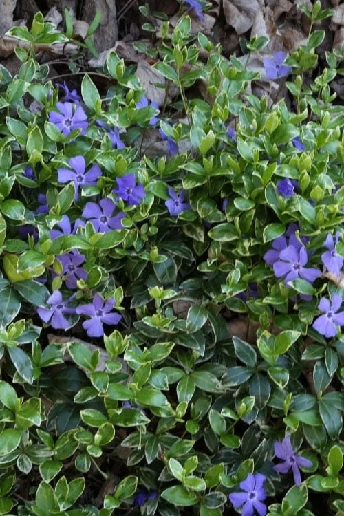 Ralph Shugert Variegated Periwinkle - Vinca Minor - 18 Pack Of Pint Pots 9 Ralph Shugert Variegated Periwinkle - Vinca Minor - 18 Pack Of Pint Pots - Image 7