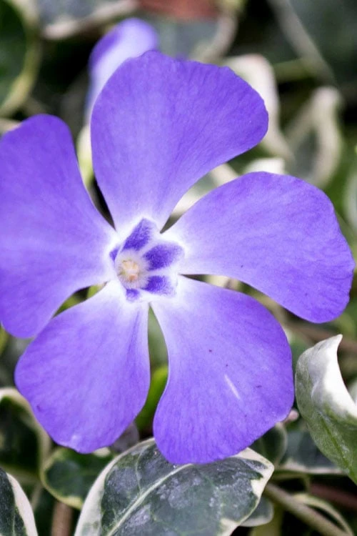 Ralph Shugert Variegated Periwinkle - Vinca Minor - 18 Pack Of Pint Pots 7 Ralph Shugert Variegated Periwinkle - Vinca Minor - 18 Pack Of Pint Pots - Image 5