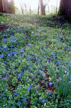 Ralph Shugert Variegated Periwinkle - Vinca Minor - 18 Pack Of Pint Pots 13 Ralph Shugert Variegated Periwinkle - Vinca Minor - 18 Pack Of Pint Pots -Azaleas Store vinca minor ralph shugert variegated evergreen periwinkle 7 1