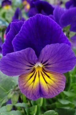 Celestial Northern Lights Hardy Viola - 5 Pack Of Quarts -Azaleas Store viola celestial northern lights 2