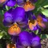 Celestial Northern Lights Hardy Viola - 5 Pack Of Quarts -Azaleas Store viola celestial northern lights 4