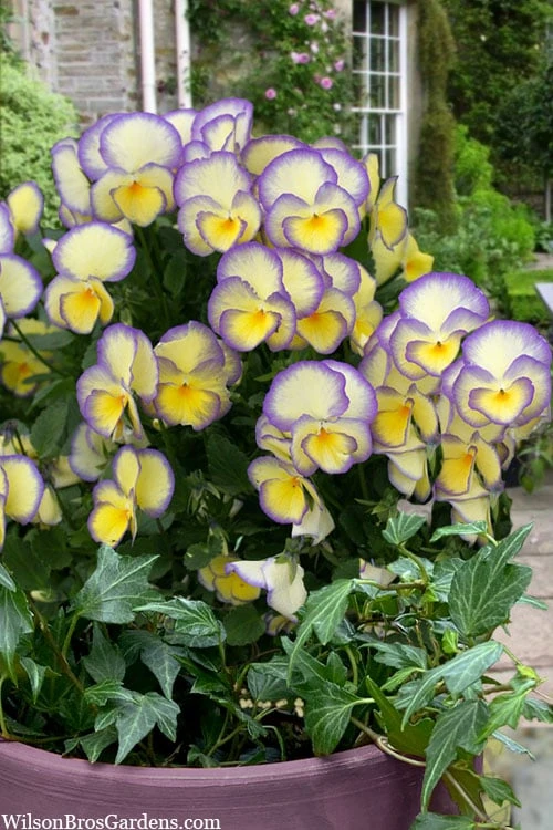 Etain Hardy Viola - 5 Pack Of Quart Pots 3 Etain Hardy Viola - 5 Pack Of Quart Pots