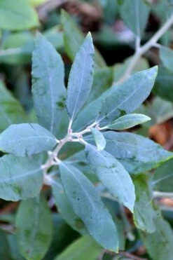 Woodlanders Blue Dusty Zenobia (Honeycup) - 3 Gallon Pot 15 Woodlanders Blue Dusty Zenobia (Honeycup) - 3 Gallon Pot -Azaleas Store zenobia woodlanders blue 21