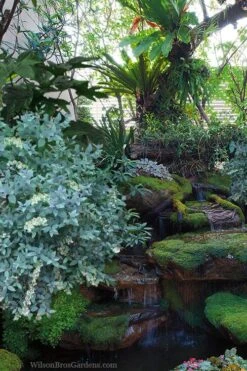 Woodlanders Blue Dusty Zenobia (Honeycup) - 3 Gallon Pot 13 Woodlanders Blue Dusty Zenobia (Honeycup) - 3 Gallon Pot -Azaleas Store zenobia woodlanders blue 25