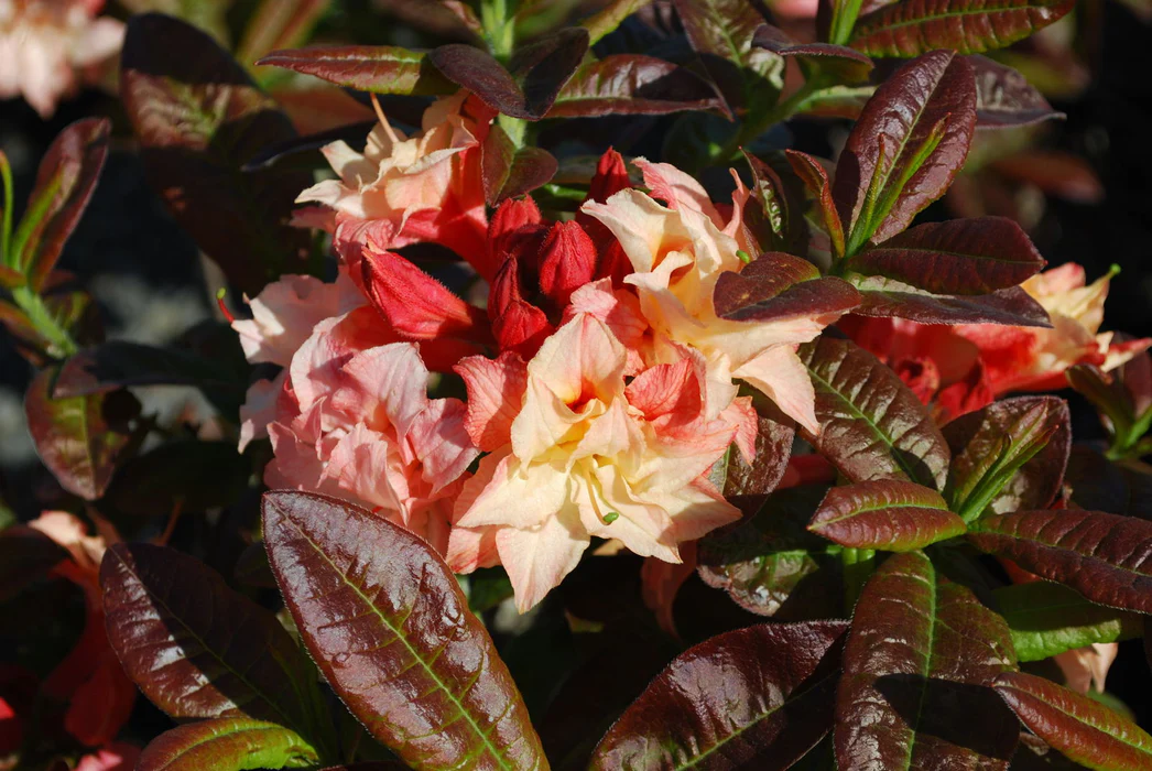 Azaleas Store 40 Azaleas Store -Azaleas Store Azalea Cannon s Double Deciduous Azalea Mr Maple Buy Japanese Maple Trees