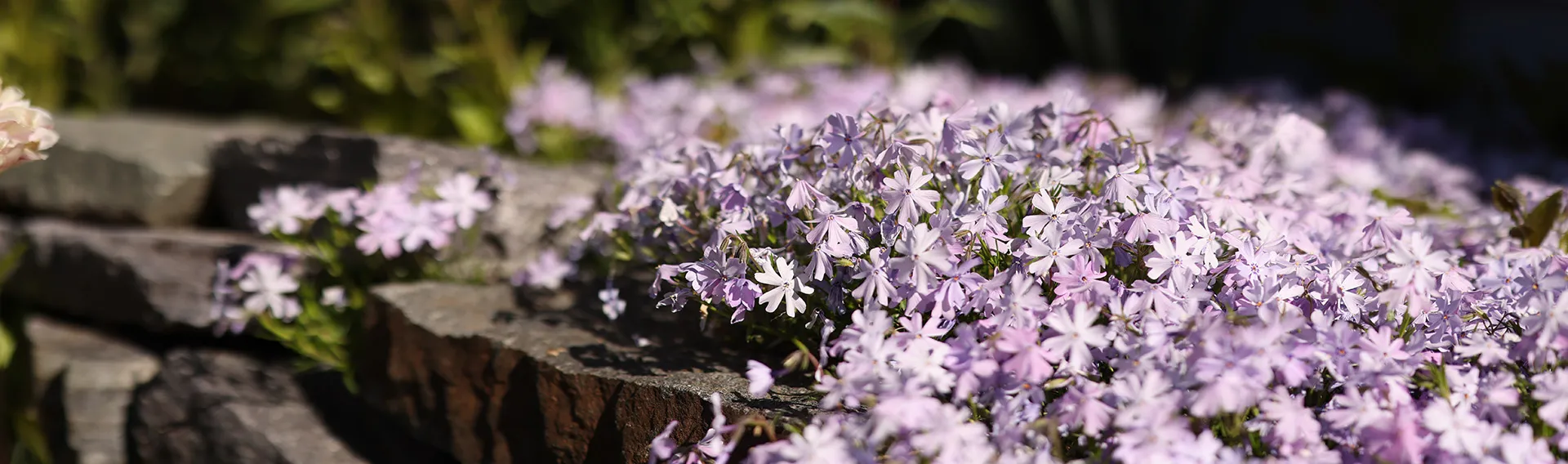 Azaleas Store 2 Azaleas Store -Azaleas Store ami groundcover perennials cat banner desktop