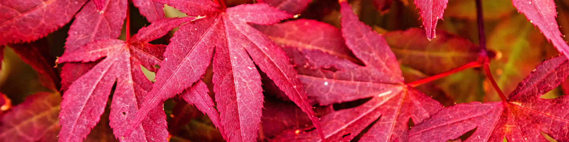 Azaleas Store 19 Azaleas Store -Azaleas Store japanese maples for small gardens desktop